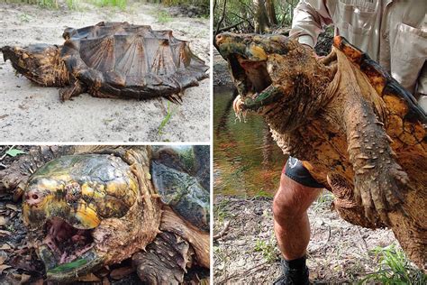 Biggest EVER snapping turtle weighing 100 POUNDS is caught by stunned ...