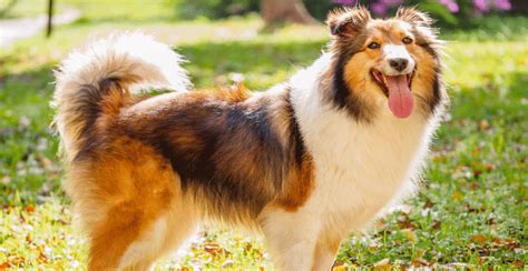 Shetland Sheepdog Breed Information | Breed Advisor