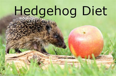 Hedgehog Diet - HEDGEHOG