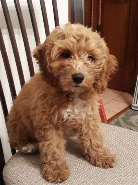 Cockapoo Puppies For Sale | Chambersburg, PA #316200