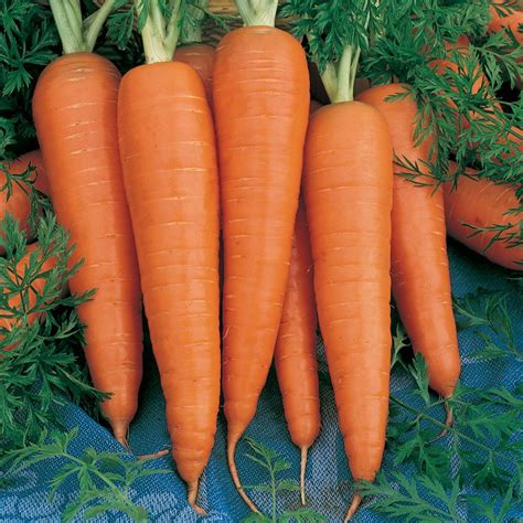 Carrot – Danvers – SPS Idaho Inc.