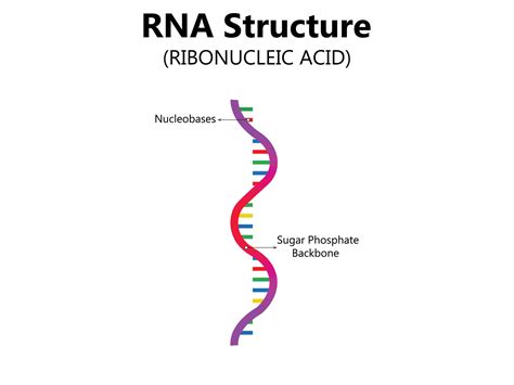 RNA Ribonucleic acid. Structural formula of adenine, cytosine, guanine ...