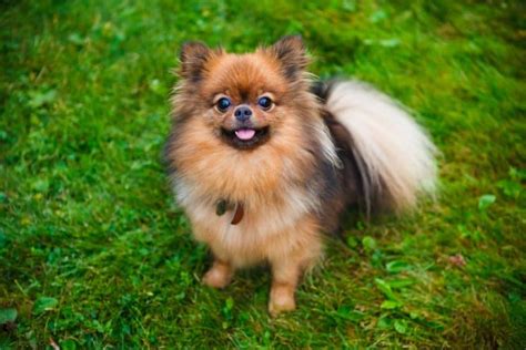 Pomchi Dog: Guide to Owning a Pomeranian Chihuahua Mix - K9 Web