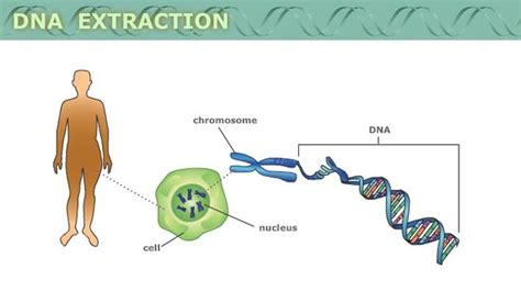 Extraction (chemistry) - Alchetron, The Free Social Encyclopedia