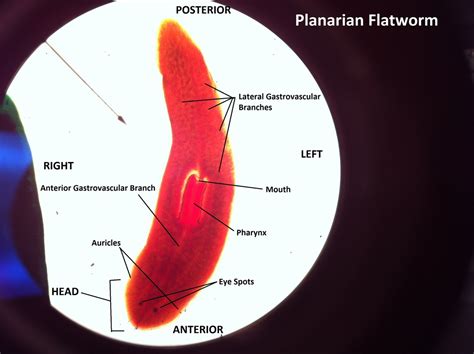 Describe How the Planarian Uses Its Pharynx to Obtain Food