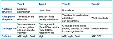 Restriction Enzymes - Snapgene