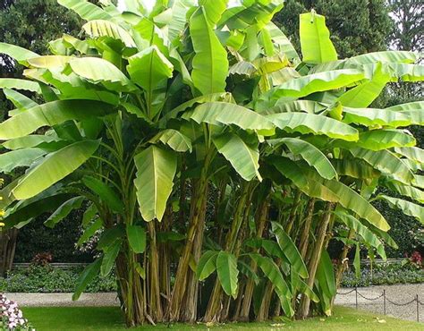 Growing Your Own Banana Tree or Banana Plant | HubPages