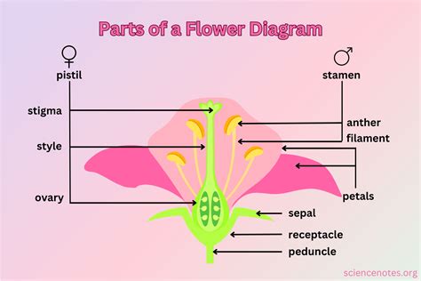 Parts of a Flower - Diagram and Functions