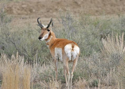 Antilocapridae - Pronghorns | Wildlife Journal Junior