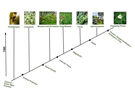 Plant evolution - Wikipedia