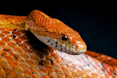 Corn Snake Care Guide - Reptile Cymru