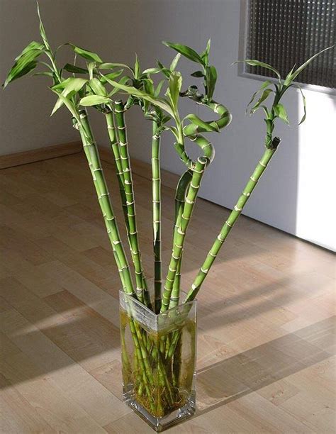 Bamboo Plants Indoor - Plants BA