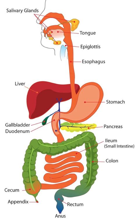 Digestive System