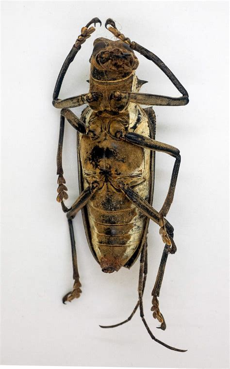 Beetle - Longhorn Beetle - Batocera Wallacei (f) 69mm - Timika, Irian ...