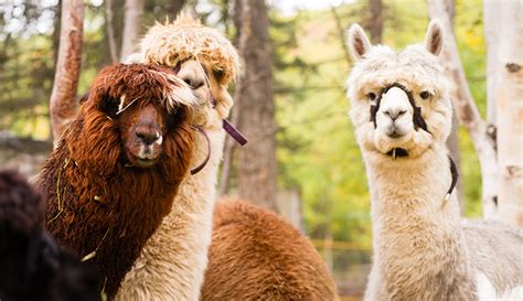 Alpacas and Llamas: What They Are & Why You Should Keep Them