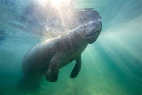 10 Amazing Facts About Manatees