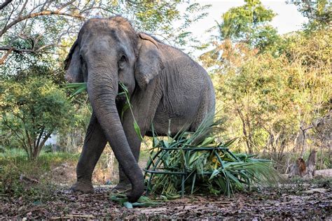 Tackling Wildlife Trafficking in Laos | Laos Wildlife Sanctuary