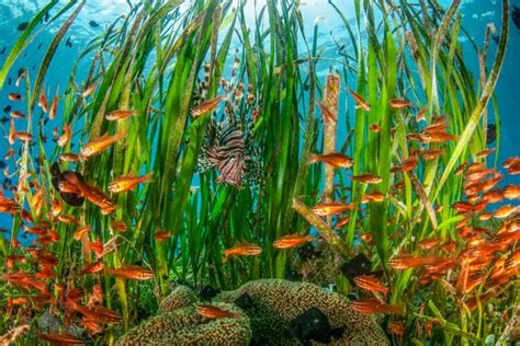 Move Over Aquaman: Seagrass, Guardian Of The Sea — ActiveMan