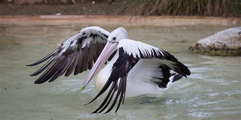 Australian Pelican Information - Adelaide Zoo