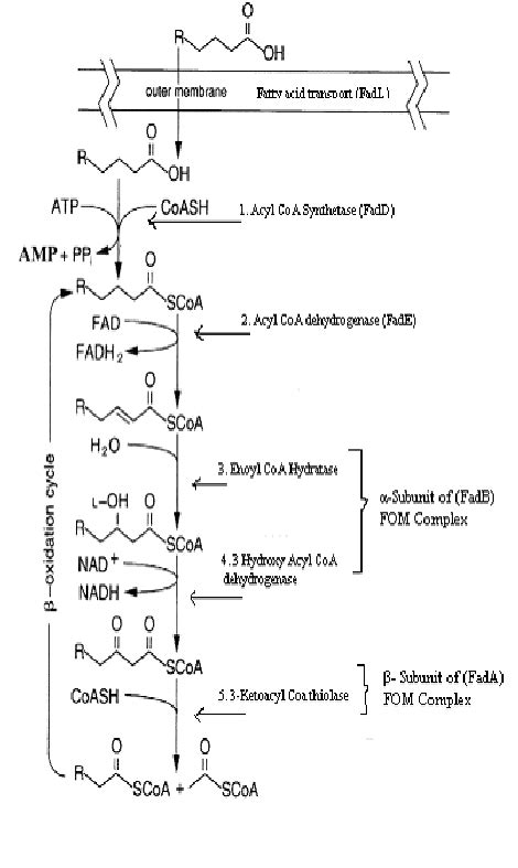 The β -oxidation pathway of fatty acid degradation in bacteria ...