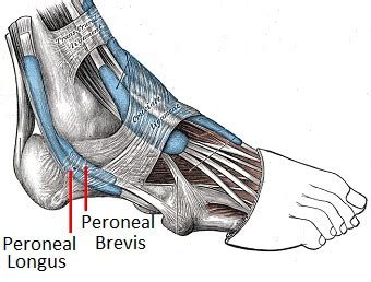 Foot & Ankle Tendons: Anatomy, Function & Injuries