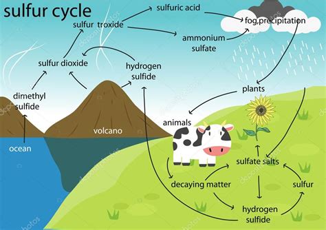 The sulfur cycle — Stock Vector © kawin302 #88479884