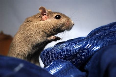 12 Strange But Common Gerbil Behaviors