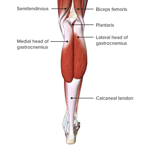 Leg Model Posterior View Labeled Muscles Muscle Anatomy Human | The ...