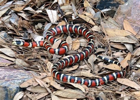 Lampropeltis pyromelana, Sonoran Mountain Kingsnake in habitat ...