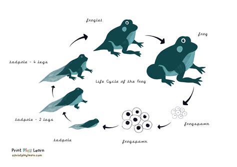 Printable Life Cycle Of A Frog