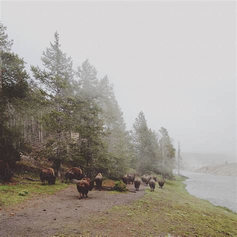 "Yellowstone Bison Herd On The Move" by Stocksy Contributor "Kevin Russ ...