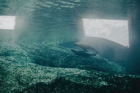 A Sea Lion Swimming · Free Stock Photo