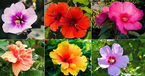 Common Types Of Hibiscus: What Are The Different Hibiscus Varieties?