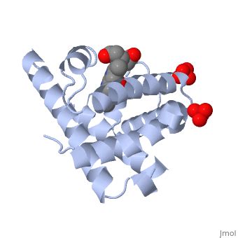 Myoglobin - Proteopedia, life in 3D