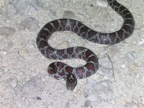 kingsnake.com photo gallery > Milk Snakes > Eastern Milk