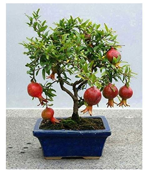 Dwarf Pomegranate Fruit Bonsai Seeds Tree Seeds: Buy Dwarf Pomegranate ...