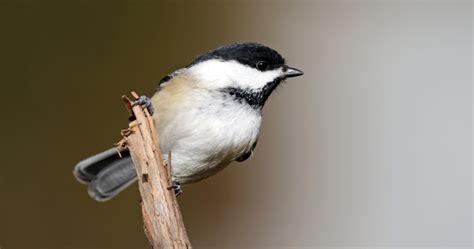 7 Types of Chickadees in North America (Plus Identification Tips)