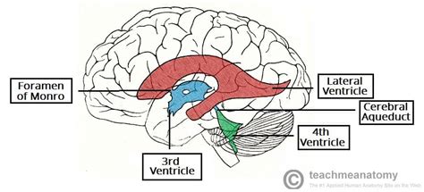 The Ventricles of the Brain - Lateral - Third - Fourth - TeachMeAnatomy