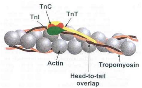 Troponin - Muscle Contraction - Fitness VIP