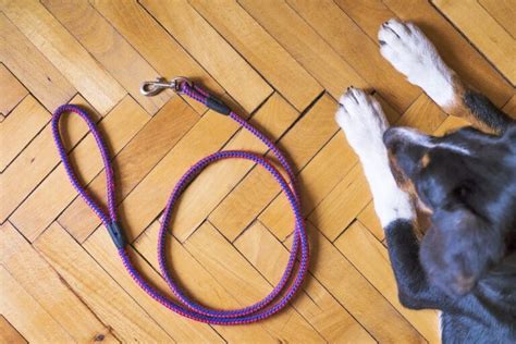 Leash Training Your Dog — 5 Proven Steps To Success