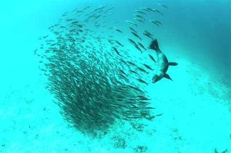 Galapagos Sea Lion Hunting Photograph by Tui De Roy | Fine Art America