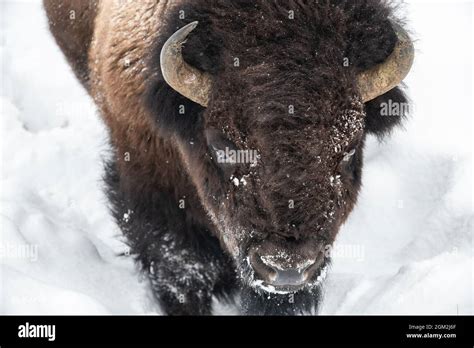 American bison (Bison bison) in Yellowstone National Park in Winter ...