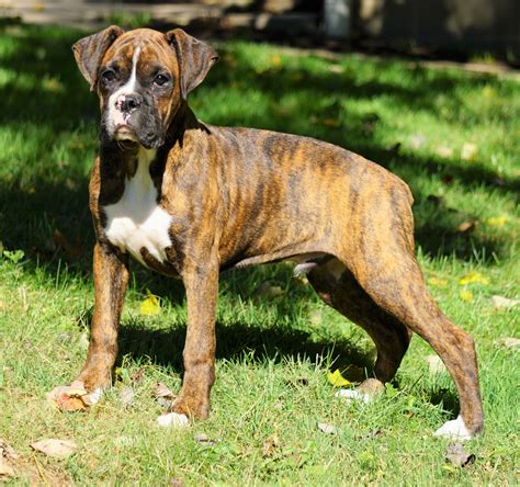 AKC Registered Boxer For Sale Baltic, OH Male - Gus – AC Puppies LLC