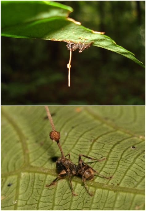 Ophiocordyceps unilateralis - Wikipedia