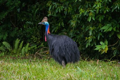 Southern Cassowary – Facts, Habitat, Diet, Pictures