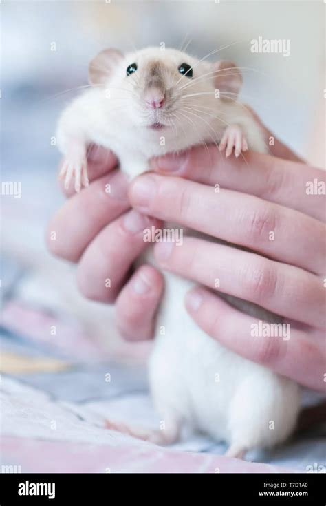 Decorative Siamese rat in the hands of a woman Stock Photo - Alamy