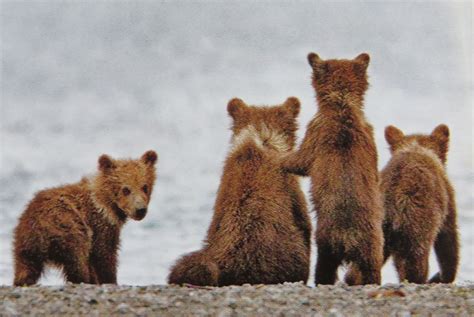 Brown bear cubs. Cute | Brown bear, Bear cubs, Bear