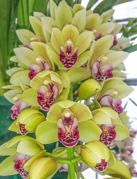 Cascading Cymbidium Orchids Mary Green 'Limelight' - Tesselaar