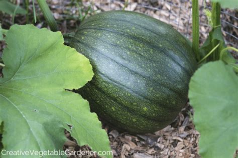 Creative Vegetable Gardener:Pumpkin Growing Stages: From Seed to ...