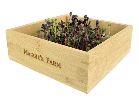 DIY Microgreens Kit Personalized soil-free microgreens kit | Etsy